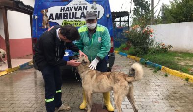 Aracın Arkasına Bağlanan Köpeğe Tarsus Belediyesi Sahip Çıktı