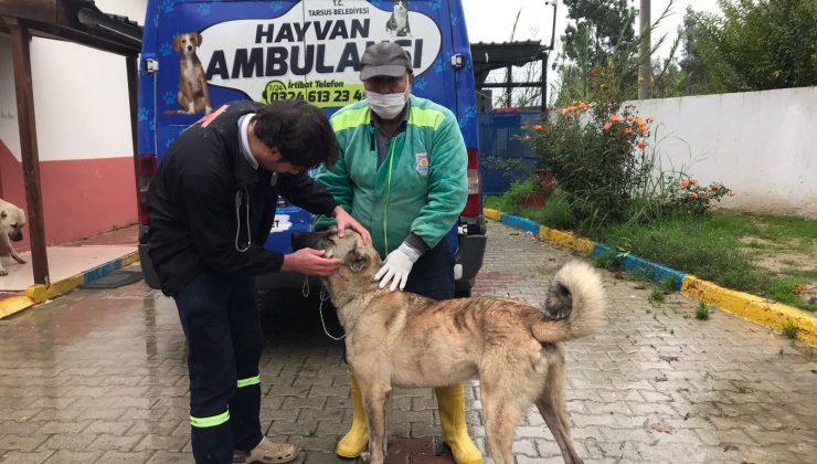 Aracın Arkasına Bağlanan Köpeğe Tarsus Belediyesi Sahip Çıktı