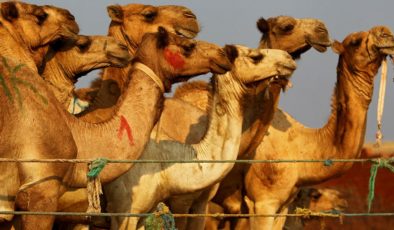 Suudi Arabistan’da botoks yaptıran develer güzellik yarışmasından diskalifiye edildi! Büyük ödül ise tam 66 milyon dolar