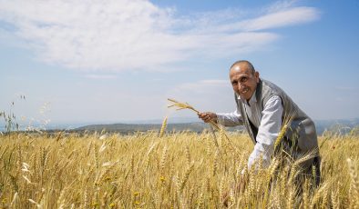 Büyükşehir’den 100 Üreticiye Kuraklığa Dayanaklı Buğday Tohumu