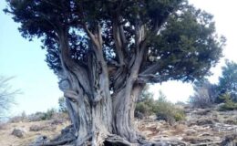 Mersin’de İki Ağaç Daha ‘Anıt Ağaç’ Oldu