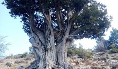 Mersin’de İki Ağaç Daha ‘Anıt Ağaç’ Oldu