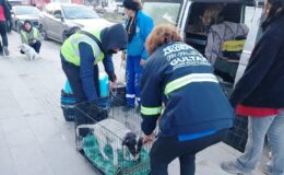 Akdeniz Belediyesi Sokak Hayvanlarını Unutmadı