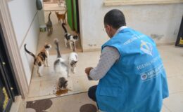 Yenişehir Belediyesi Sokak Hayvanlarını Yalnız Bırakmıyor