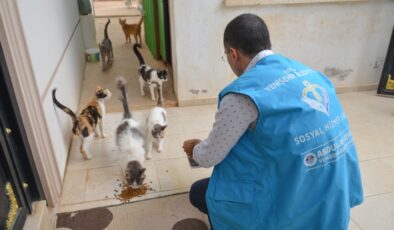 Yenişehir Belediyesi Sokak Hayvanlarını Yalnız Bırakmıyor